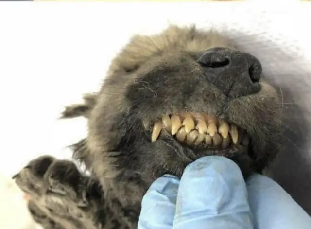 Dogor: o filhote de 18 mil anos que pode mudar a história entre cães e humanos Dogor: o filhote de 18 mil anos que pode mudar a história entre cães e humanos