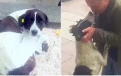 Após 3 anos de busca incansável, homem reencontra seu cachorro desaparecido e vídeo do reencontro emociona o mundo