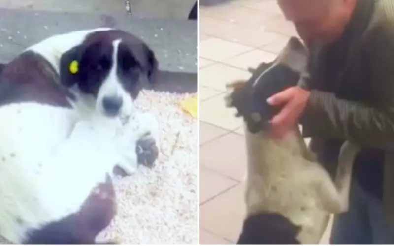 Após 3 anos de busca incansável, homem reencontra seu cachorro desaparecido e vídeo do reencontro emociona o mundo Após 3 anos de busca incansável, homem reencontra seu cachorro desaparecido e vídeo do reencontro emociona o mundo