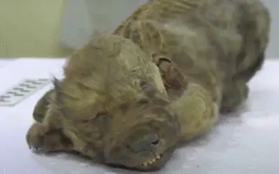Dogor: o filhote de 18 mil anos que pode mudar a história entre cães e humanos