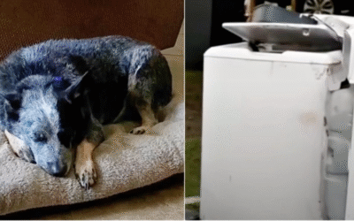 Cachorro sobrevive a enchente no Texas boiando dentro de máquina de lavar: “Foi um milagre”