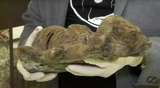 Dogor: o filhote de 18 mil anos que pode mudar a história entre cães e humanos Dogor: o filhote de 18 mil anos que pode mudar a história entre cães e humanos