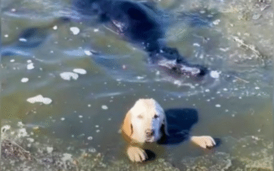 Resgate Inesperado: A História de Superação de Dois Cães Abandonados no Rio Poluído