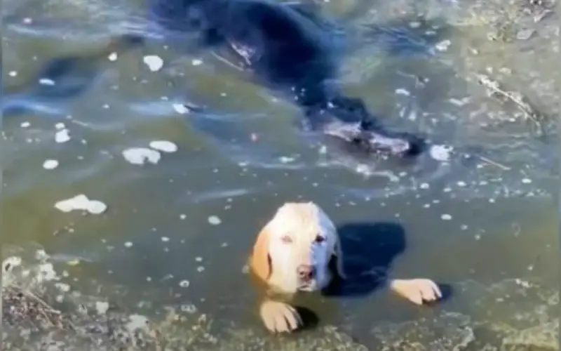 Resgate Inesperado: A História de Superação de Dois Cães Abandonados no Rio Poluído Resgate Inesperado: A História de Superação de Dois Cães Abandonados no Rio Poluído