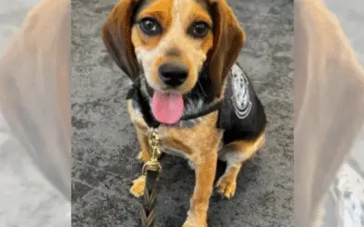 Beagle da Polícia Volta ao Trabalho Após Ser Agredido por Passageiro no Aeroporto de Dulles