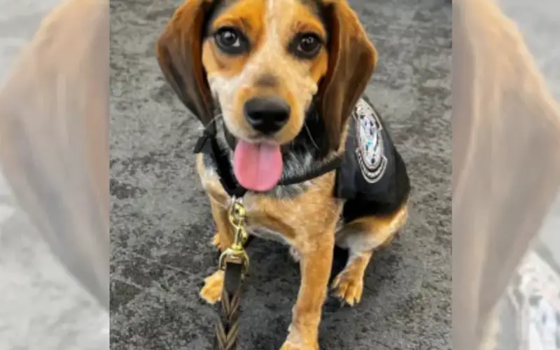 Beagle da Polícia Volta ao Trabalho Após Ser Agredido por Passageiro no Aeroporto de Dulles