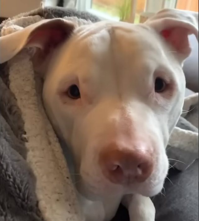 Hero: O Cão Que Foi Deixado por Amor e Encontrou um Novo Lar Cheio de Esperança Hero: O Cão Que Foi Deixado por Amor e Encontrou um Novo Lar Cheio de Esperança