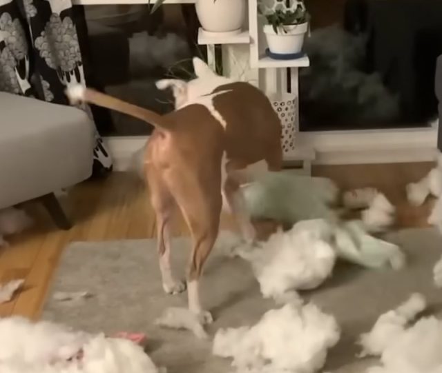 Hero: O Cão Que Foi Deixado por Amor e Encontrou um Novo Lar Cheio de Esperança Hero: O Cão Que Foi Deixado por Amor e Encontrou um Novo Lar Cheio de Esperança