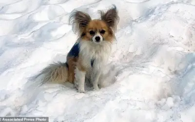 Chihuahua vira herói ao ajudar resgate de tutor que caiu em fenda em geleira suíça