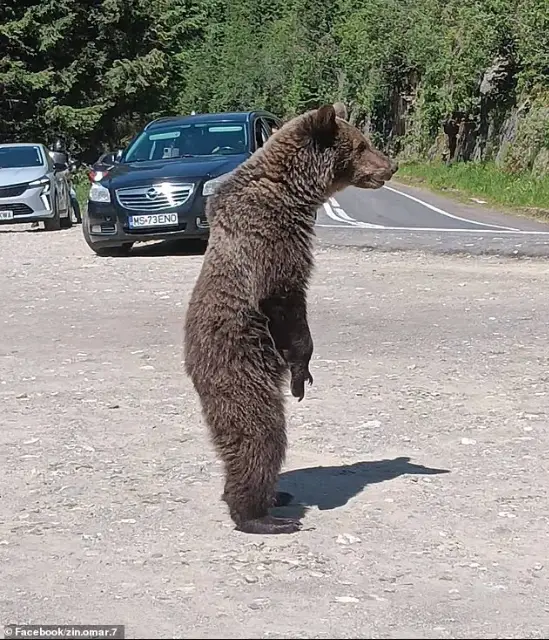 Turista italiano é morto por urso após tirar selfie com filhote na Romênia Turista italiano é morto por urso após tirar selfie com filhote na Romênia
