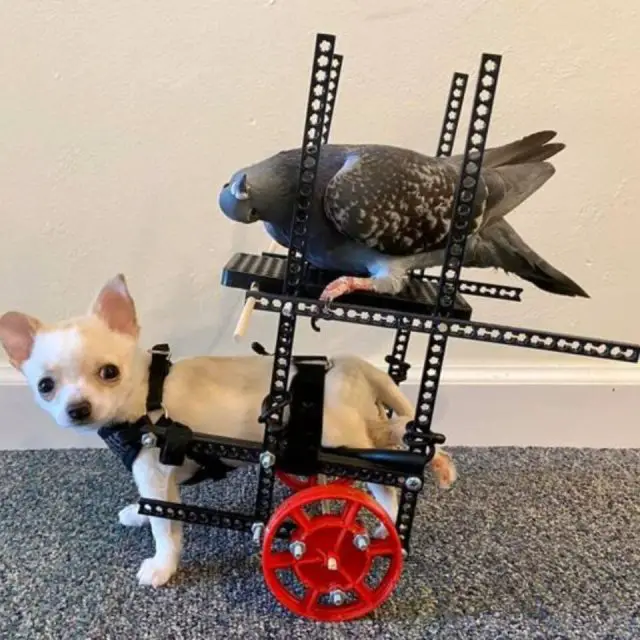 Herman, o Pombo que Não Pode Voar, Mas Ensinou o Mundo a Amar Herman, o Pombo que Não Pode Voar, Mas Ensinou o Mundo a Amar