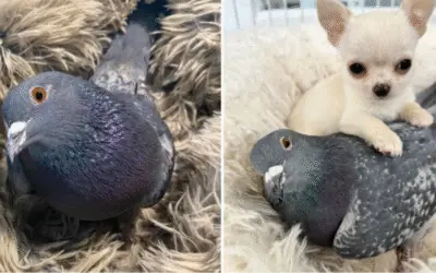Herman, o Pombo que Não Pode Voar, Mas Ensinou o Mundo a Amar