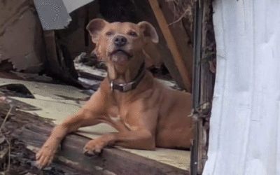 Enchentes no Texas: milhares de animais de estimação desaparecem e equipes de resgate intensificam buscas