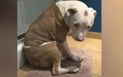 Hero: O Cão Que Foi Deixado por Amor e Encontrou um Novo Lar Cheio de Esperança