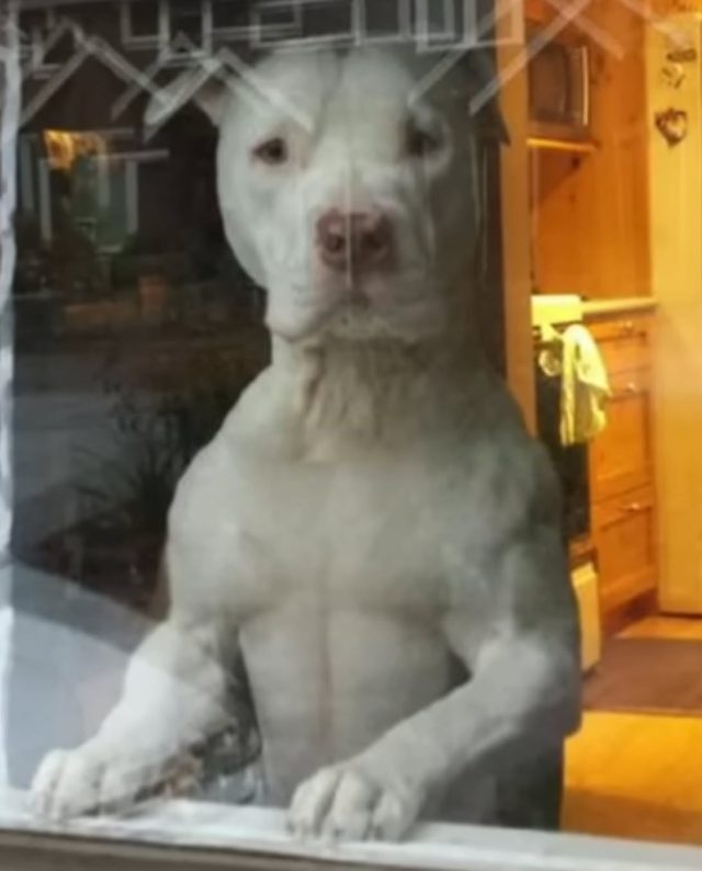 Hero: O Cão Que Foi Deixado por Amor e Encontrou um Novo Lar Cheio de Esperança Hero: O Cão Que Foi Deixado por Amor e Encontrou um Novo Lar Cheio de Esperança