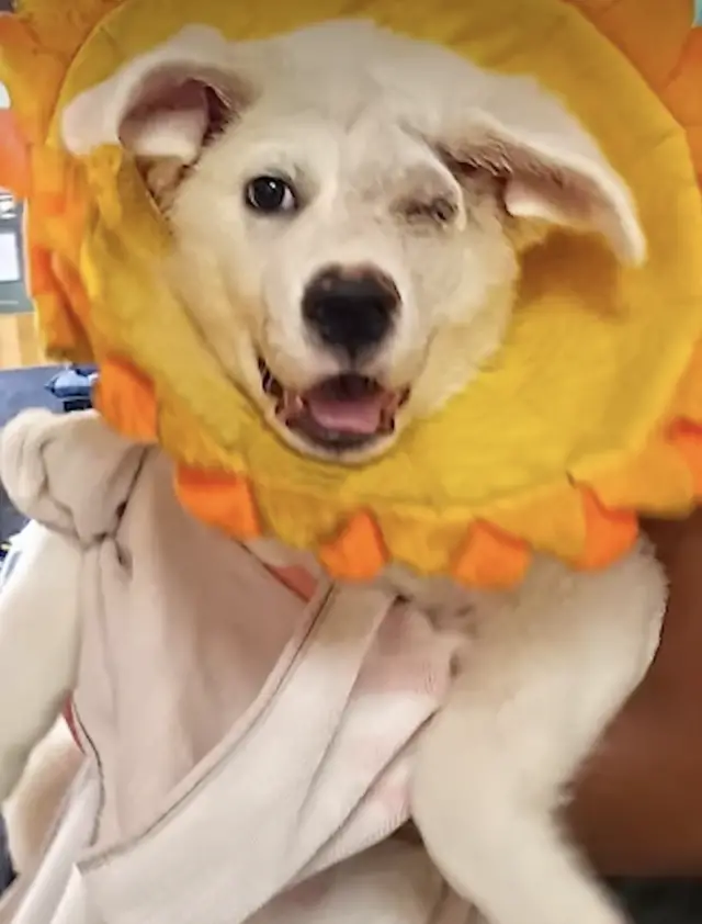 Após 432 Dias de Espera, Cão Com Um Olho Só É Finalmente Adotado e Ganha o Final Feliz Que Merecia Após 432 Dias de Espera, Cão Com Um Olho Só É Finalmente Adotado e Ganha o Final Feliz Que Merecia