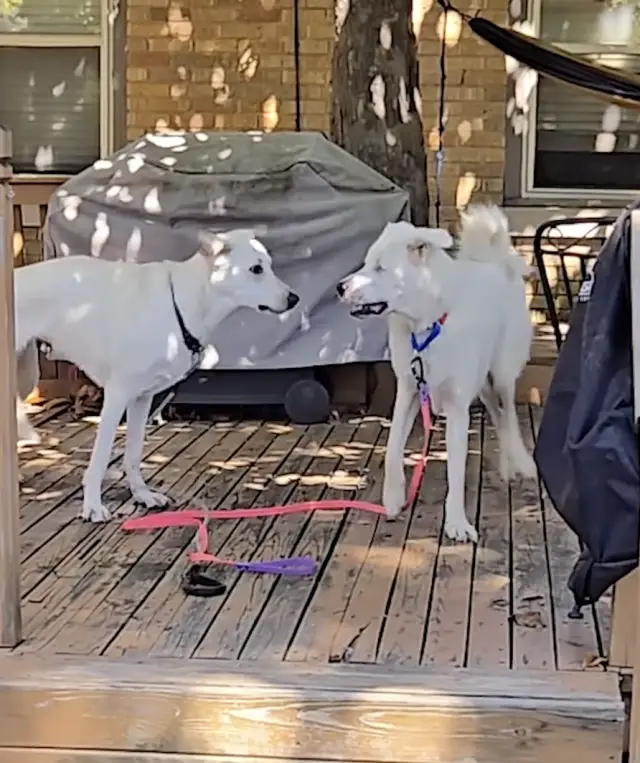 Após 432 Dias de Espera, Cão Com Um Olho Só É Finalmente Adotado e Ganha o Final Feliz Que Merecia Após 432 Dias de Espera, Cão Com Um Olho Só É Finalmente Adotado e Ganha o Final Feliz Que Merecia