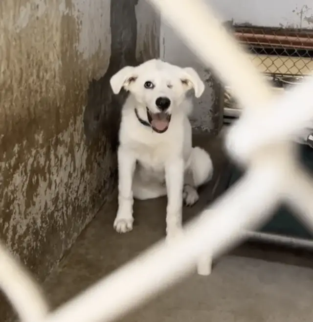Após 432 Dias de Espera, Cão Com Um Olho Só É Finalmente Adotado e Ganha o Final Feliz Que Merecia Após 432 Dias de Espera, Cão Com Um Olho Só É Finalmente Adotado e Ganha o Final Feliz Que Merecia