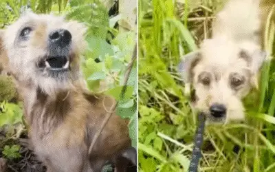 O Resgate de Tina Turner: Da Solidão ao Lar Amoroso