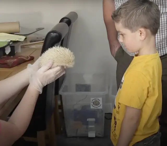 Menino de 6 Anos Salva Ouriço em Perigo e Emociona com Gesto de Coragem