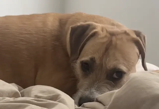 Reação comovente de cão resgatado à mudança de casa emociona milhões na internet Reação comovente de cão resgatado à mudança de casa emociona milhões na internet