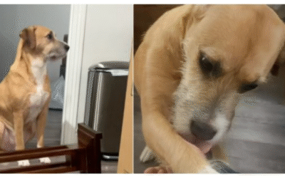 Reação comovente de cão resgatado à mudança de casa emociona milhões na internet
