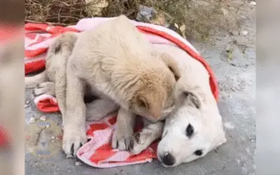 O emocionante resgate de dois cães: a história de lealdade que comoveu a todos