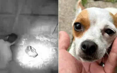 Chihuahua abandonado em mochila no meio da noite ganha nova chance de vida