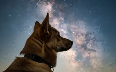 14 Coisas Incríveis que Seu Cachorro Consegue Ver, Ouvir e Sentir… E Você Não!