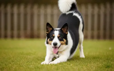Desvendando Por Que os Cachorros se Alongam Quando Veem Você