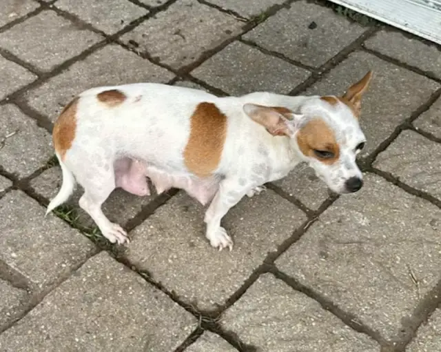 Chihuahua abandonado em mochila no meio da noite ganha nova chance de vida