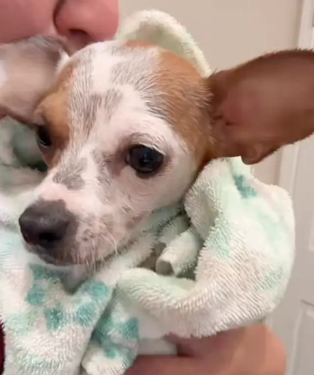 Chihuahua abandonado em mochila no meio da noite ganha nova chance de vida