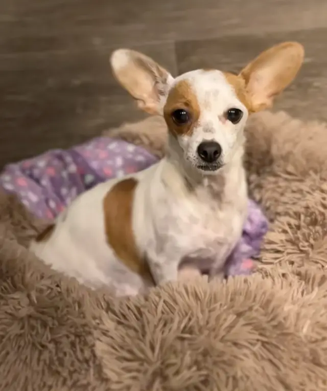 Chihuahua abandonado em mochila no meio da noite ganha nova chance de vida