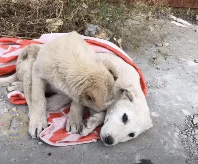 O emocionante resgate de dois cães: a história de lealdade que comoveu a todos O emocionante resgate de dois cães: a história de lealdade que comoveu a todos