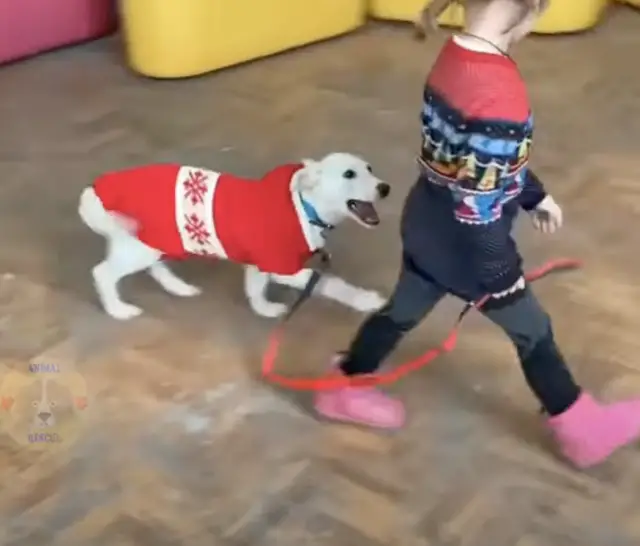 O emocionante resgate de dois cães: a história de lealdade que comoveu a todos O emocionante resgate de dois cães: a história de lealdade que comoveu a todos