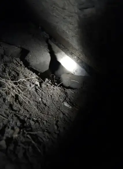 Dachshund é resgatado após horas preso entre pedras em Missouri Dachshund é resgatado após horas preso entre pedras em Missouri