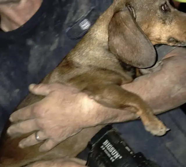 Dachshund é resgatado após horas preso entre pedras em Missouri Dachshund é resgatado após horas preso entre pedras em Missouri