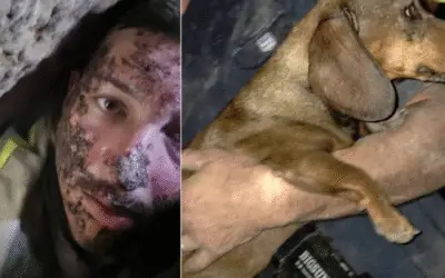Dachshund é resgatado após horas preso entre pedras em Missouri