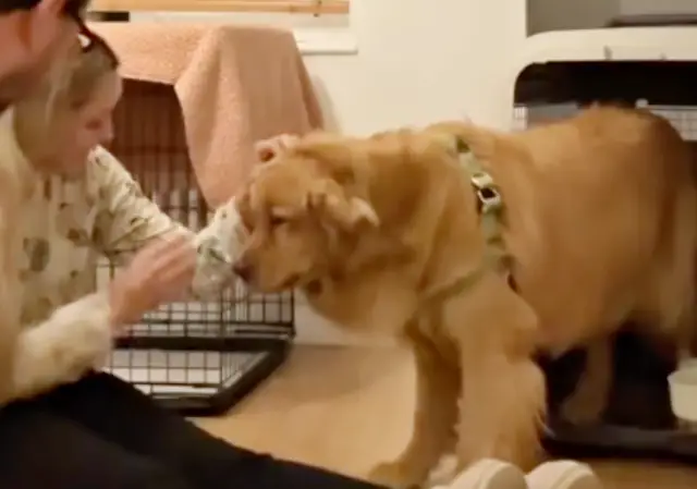 Golden resgatado de caminhão de carne renasce com o amor de uma família na Inglaterra