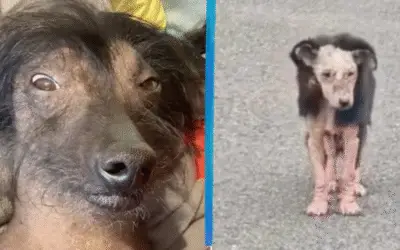 A Jornada de Um Cão à Beira da Morte que Renasceu pelo Amor Inesperado