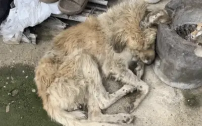 O Milagre do Amor: Como um Cão de Rua Ensinou uma Mulher a Viver de Novo