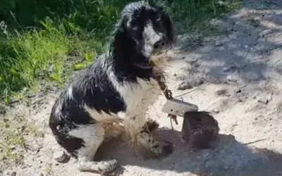 O Cãozinho que Desafiou a Morte e Encontrou um Anjo na Estrada