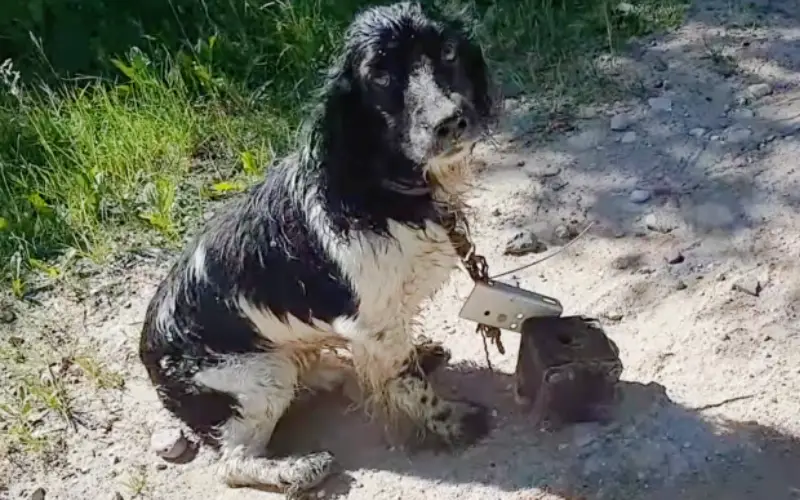 O Cãozinho que Desafiou a Morte e Encontrou um Anjo na Estrada O Cãozinho que Desafiou a Morte e Encontrou um Anjo na Estrada