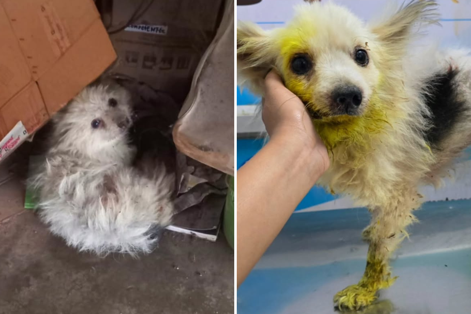 O Cheiro de Rejeição: A História Inacreditável do Sobrevivente que Voltou para o Abrigo uma Hora Após Ser Adotado O Cheiro de Rejeição: A História Inacreditável do Sobrevivente que Voltou para o Abrigo uma Hora Após Ser Adotado