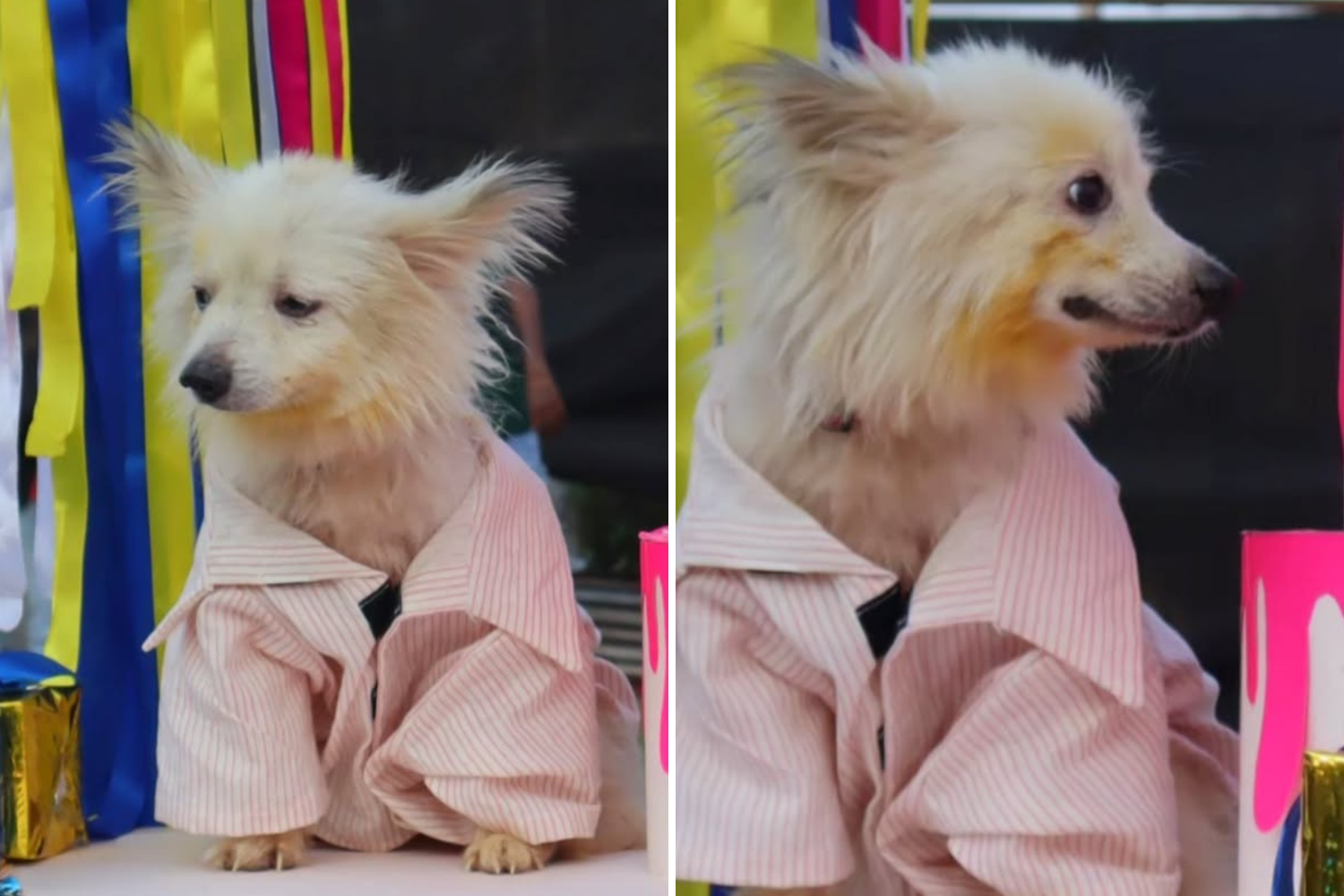 O Cheiro de Rejeição: A História Inacreditável do Sobrevivente que Voltou para o Abrigo uma Hora Após Ser Adotado O Cheiro de Rejeição: A História Inacreditável do Sobrevivente que Voltou para o Abrigo uma Hora Após Ser Adotado