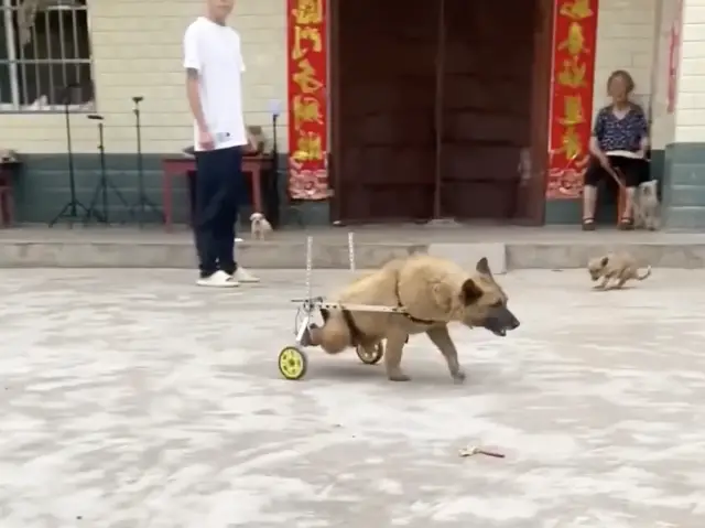 Resgatada da Rodovia: A Cadela que Arrastava Patas Quebradas e Encontrou o Amor na Contramão do Abandono Resgatada da Rodovia: A Cadela que Arrastava Patas Quebradas e Encontrou o Amor na Contramão do Abandono