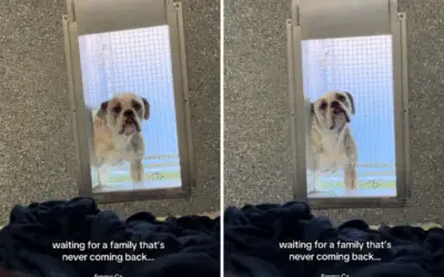 A Lágrima Mais Triste do Abrigo: O Cão Que Sofre Pelo Terceiro ‘Adeus’ da Família