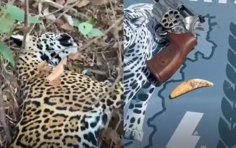 O Preço da Crueldade: Como a Denúncia Anônima Desvendou o Esquema dos Maiores Caçadores de Onças-Pintadas do Brasil Foto: Reprodução/BPMOA