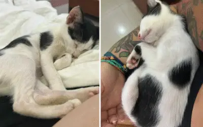 De Uma Lata de Lixo no Vietnã a Uma Nova Vida: A Jornada de Resgate que Conquistou o Mundo