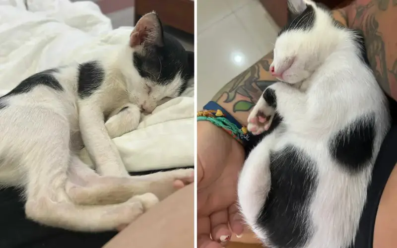 De Uma Lata de Lixo no Vietnã a Uma Nova Vida: A Jornada de Resgate que Conquistou o Mundo IMAGENS/REPRODUÇÃO : Nicoletravels__/Reddit